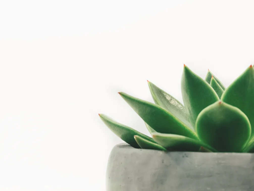 Get 40% OFF In Plants - Shopwave X Webflow Template